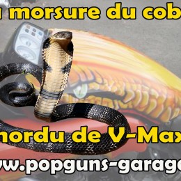 Mordu de V-Max